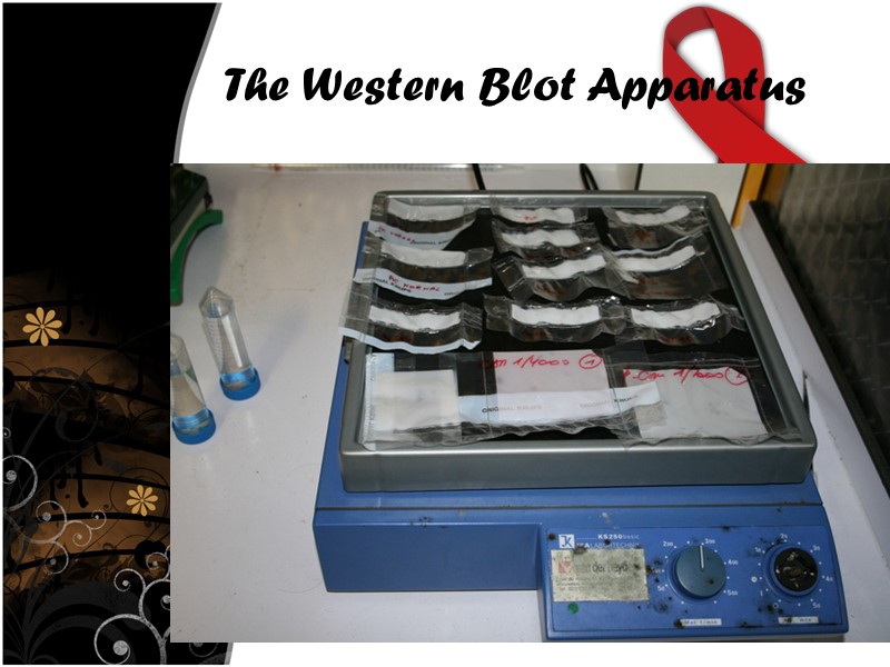 The Western Blot Apparatus